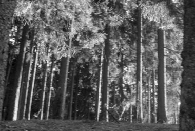 bir ağacın siyah beyaz fotoğrafı