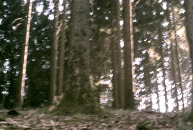 Sonbahar mevsiminde ormanın bulanık görüntüsü