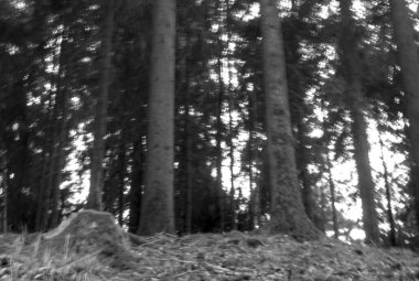 Orman ve ağaçların siyah ve beyaz fotoğrafları