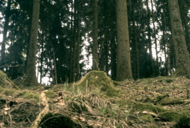 Ormandaki ağaç dallarında güzel yeşil yosunlar.