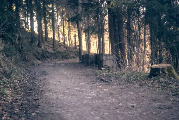 Ağaçları ve bitkileri olan güzel bir orman