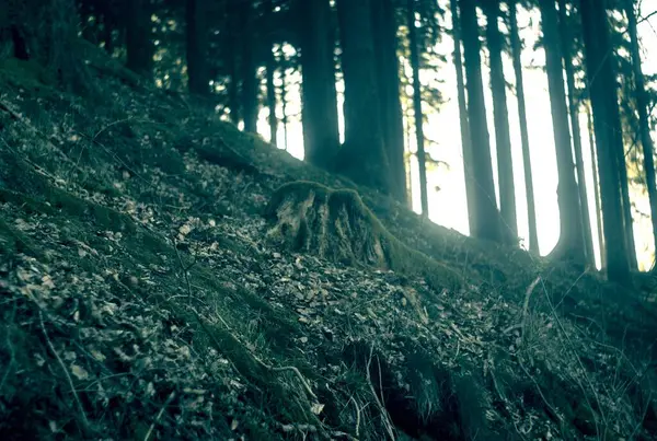 Ormanın güzel manzarası