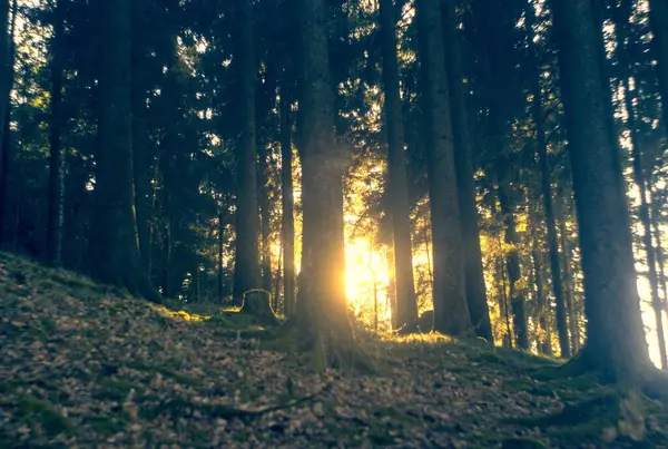 Sabah güzel bir orman