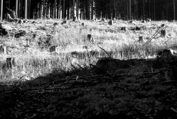 bir ormanın siyah beyaz fotoğrafı