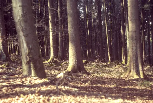 Sonbahar ormanı sabahları