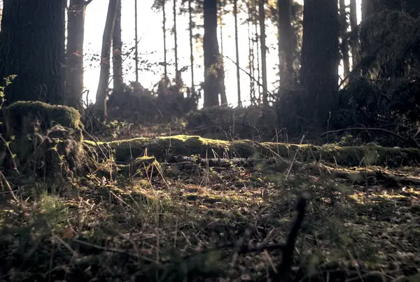 Ormanın güzel manzarası