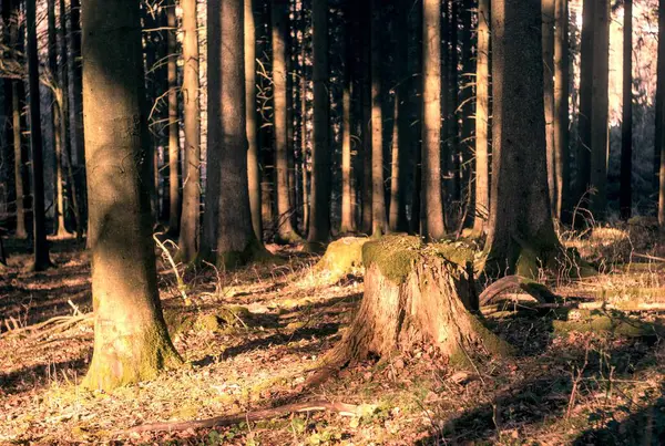 Gündüz vakti ormandaki ağaçların dikey görüntüsü