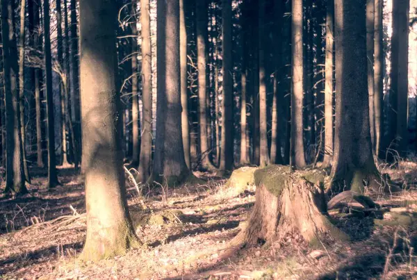 Sabah güzel bir orman