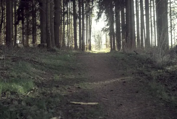 Bahar sabahında güzel bir orman.