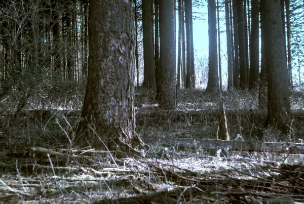 Doğanın güzel manzarası