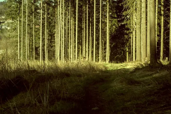 İlkbaharda orman, doğa ve çevre kavramı