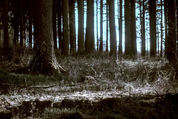 Ormandaki uzun bir ağacın dikey görüntüsü.