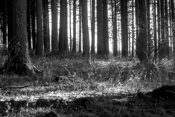 Sabah sabah güzel bir orman