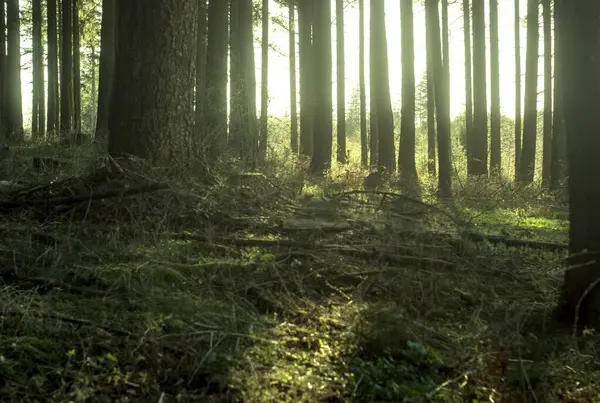 Ormanın güzel manzarası