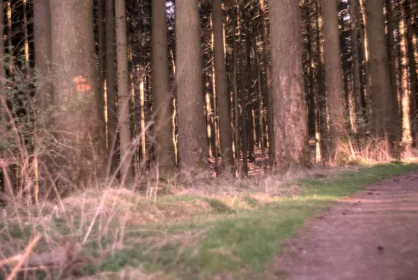 Ormanın güzel manzarası