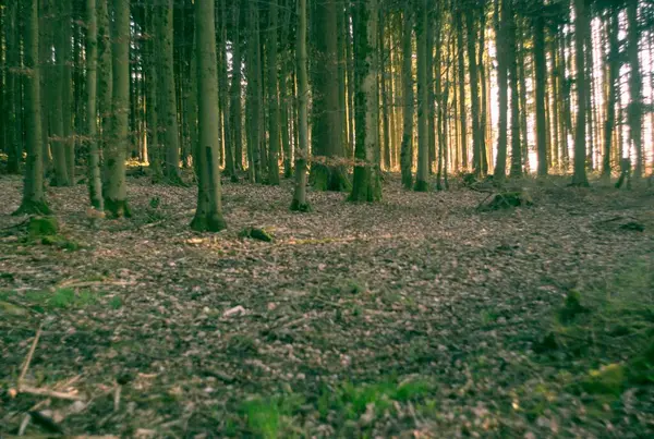 yeşil ağaçlar ile orman