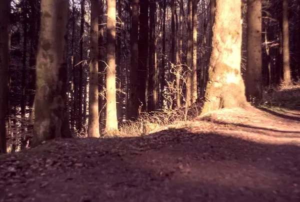 Sabah güzel bir orman