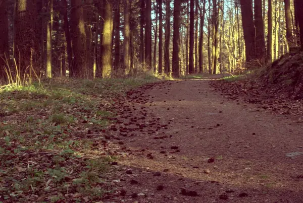 Ormanda yol, doğa.