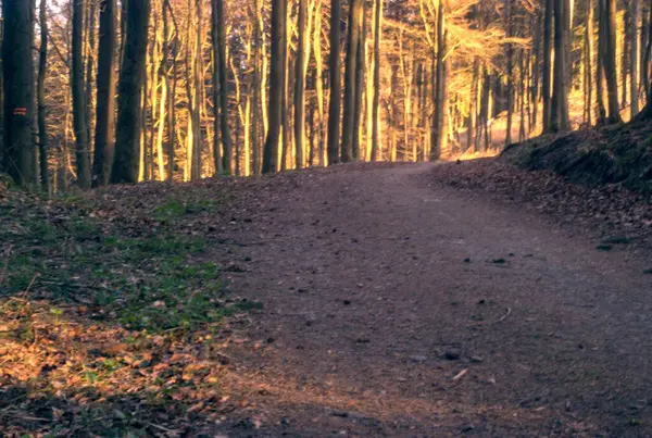 Ormandaki bir yolun dikey görüntüsü.