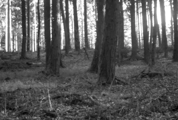 Ormanın güzel manzarası