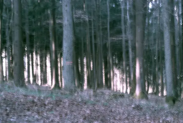 Ormanın güzel bir görüntüsü.