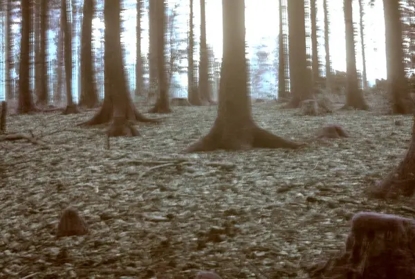 Güzel sonbahar ormanı. doğa arkaplanı