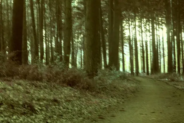 Bir sürü yeşil yapraklı dikey ağaç görüntüsü.