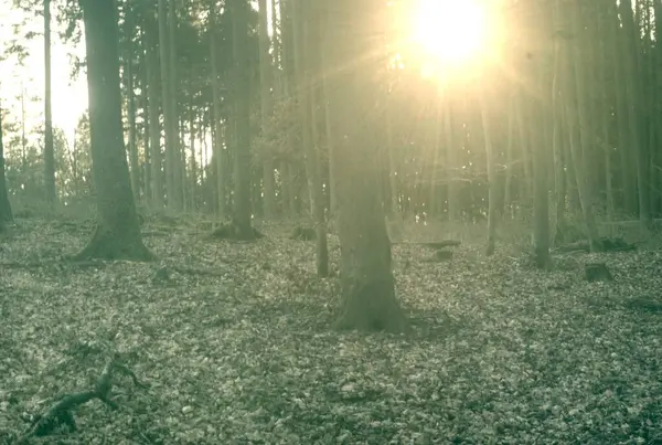 Ormanın güzel manzarası
