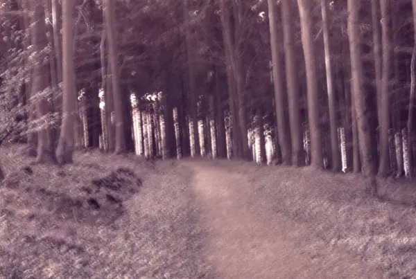 Sabah güzel bir orman.