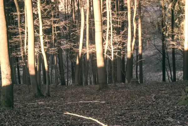 Sonbahar orman ağaçları, doğa bitki örtüsü.