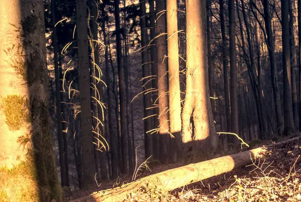 Ormanda ahşap bir bank