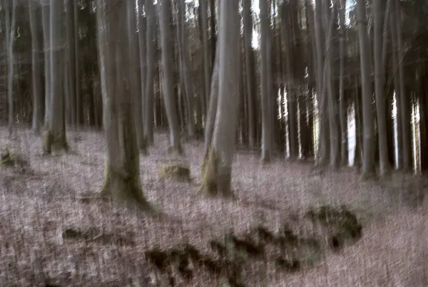 Sabah güzel bir orman