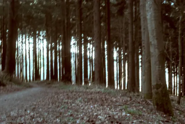 Sonbahar mevsiminde orman yolu