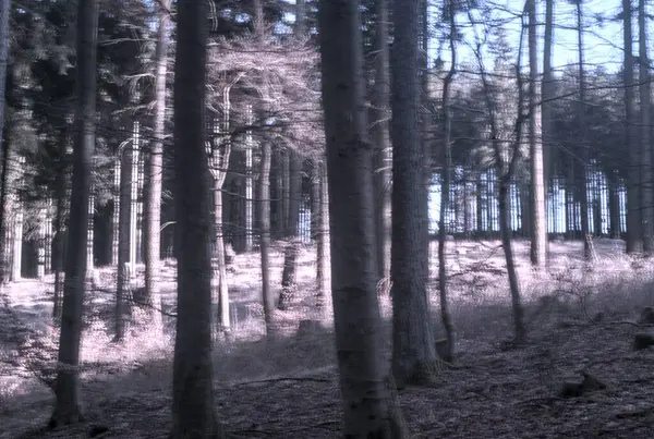 Ormandaki bir çam ormanının güzel bir görüntüsü.