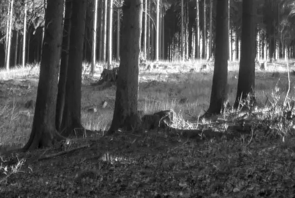 Dağlardaki güzel orman