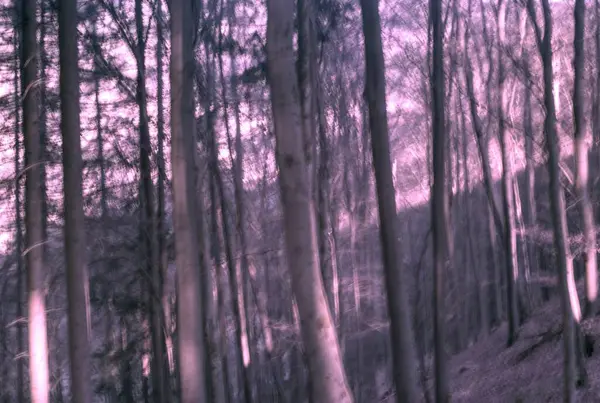 Ormanın güzel manzarası