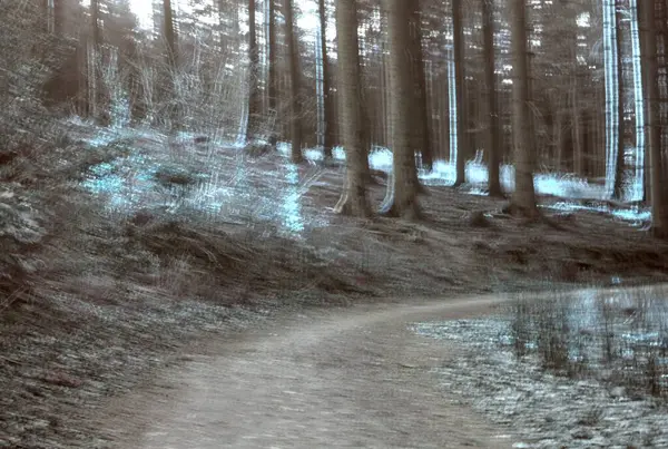 Dağlardaki güzel orman