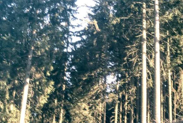 Ormandaki güzel bir ağaç manzarası.