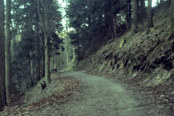 Ormanın güzel manzarası