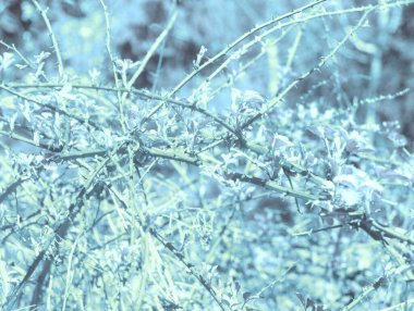 Karlı güzel kış manzarası