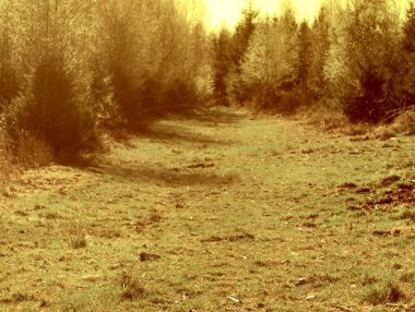 Parktaki sonbahar ormanı