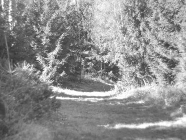 Baharda güzel bir orman