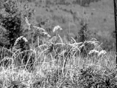 Ormandaki bir ağacın siyah beyaz fotoğrafı.