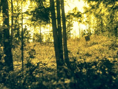 Sonbaharda sonbahar ormanı