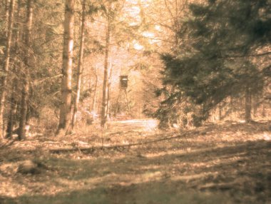 Ormanda sonbahar, parkta ağaçlar