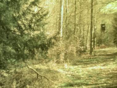 Ormanın güzel manzarası