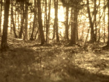 Sabah güneşinde orman