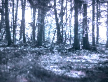 Ormanın güzel manzarası