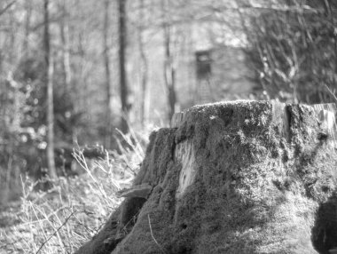 Ormandaki bir ağacın siyah beyaz fotoğrafı.