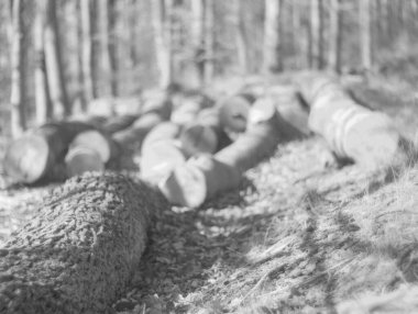 Ormanda odun yığını